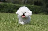 BICHON FRISE 463